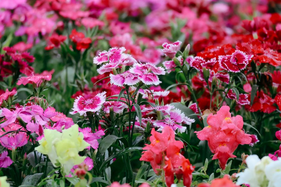 Bezoekers verzamelen bloemen in een zomerse tuin.