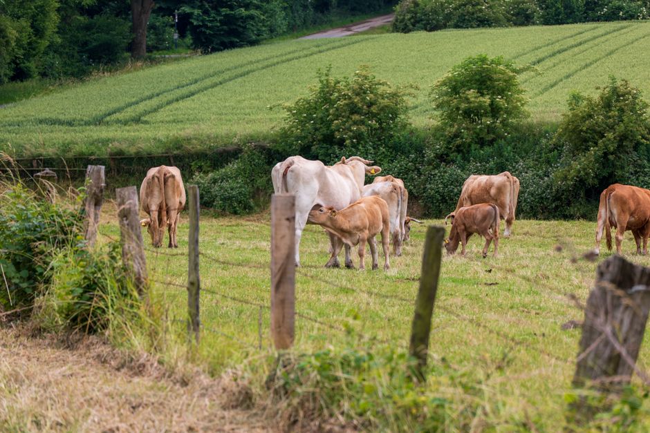Koeienpatroon voor serene, landelijke inrichting.