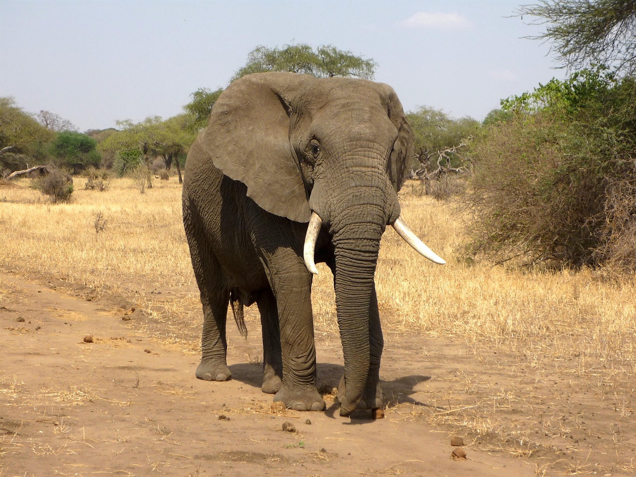 Driedimensionaal olifant schilderij met textuurdetails.