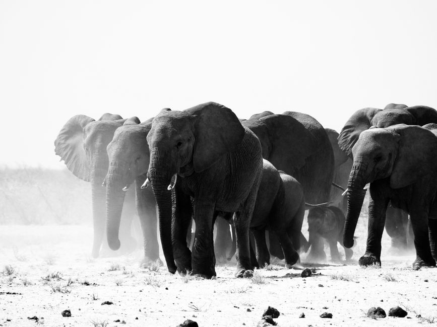 Zwart-wit olifant schilderij in moderne stijl.